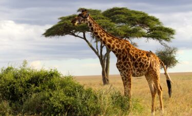 Sur les Pistes de Tanzanie avec Serengeti