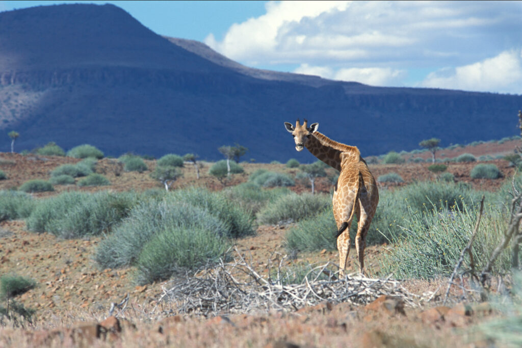DAMARALAND